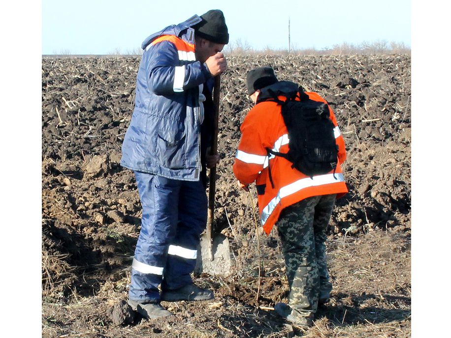 Оновлений шлях Олександрівка — Кропивницький — Миколаїв зазеленіє